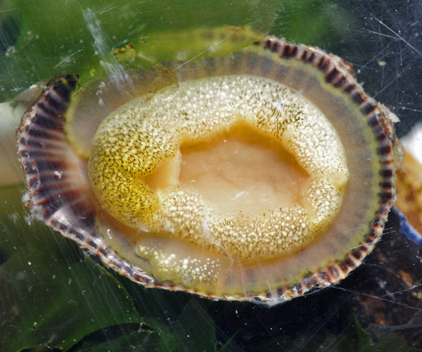 Patellidae, Kroazia, 15 mm, 05.2011